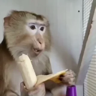 🐵