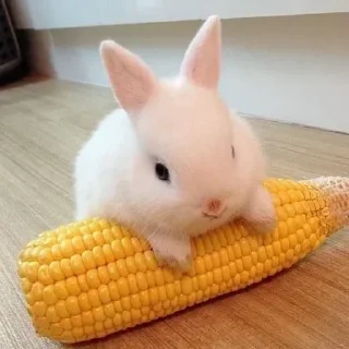 🥕