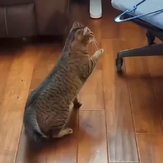 🐈