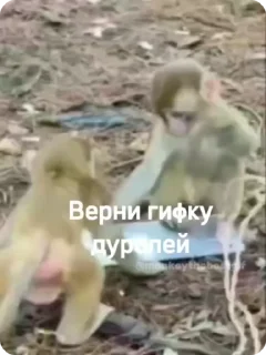 🌟
