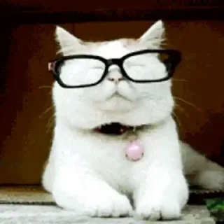 🐈