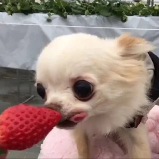 🍓