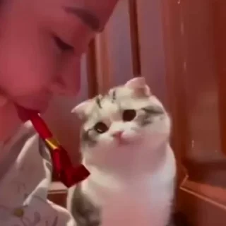 🐈
