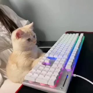 🐈