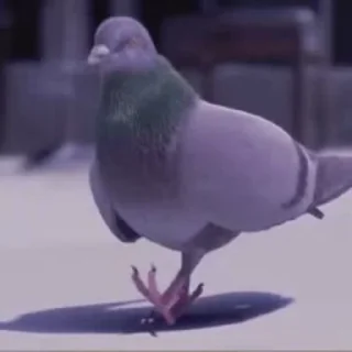 🐦