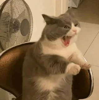 🐱
