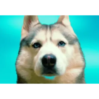 🐶