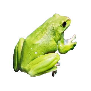 🐸