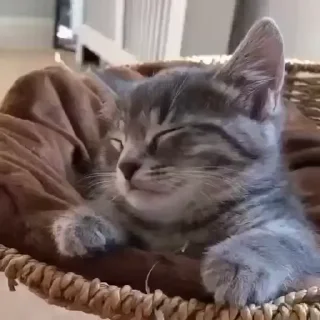 😴