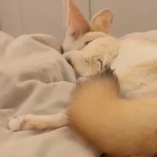 🦊