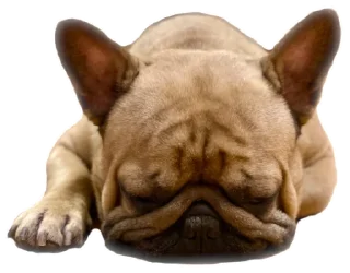 💤