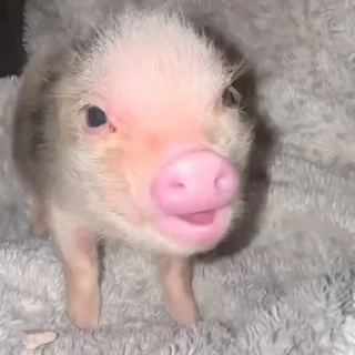 🐽