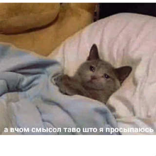 😺