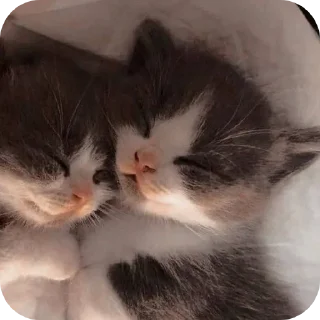 🐱