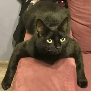 💪