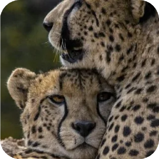 🦁