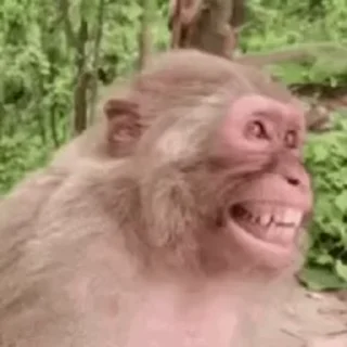 🐵