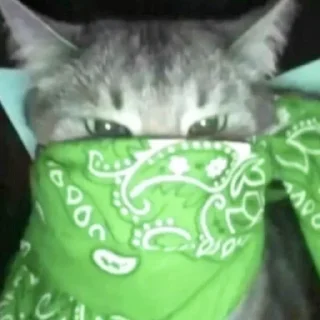 🧣