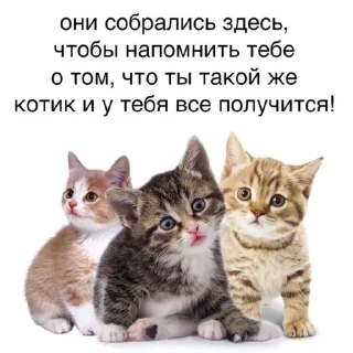 😺
