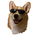 🐶