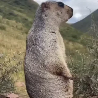 🦫