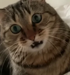 🦈