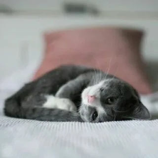 😺