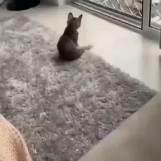 🐈