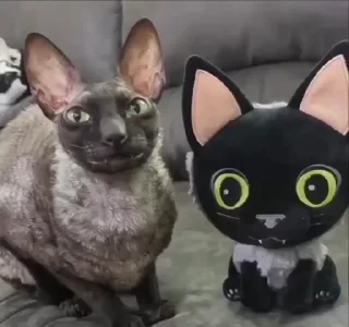 🫣