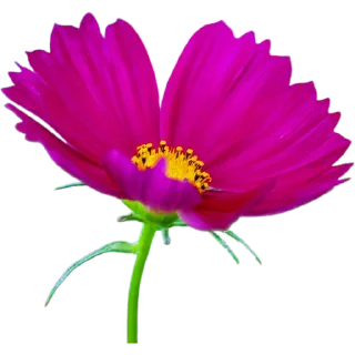 🌺