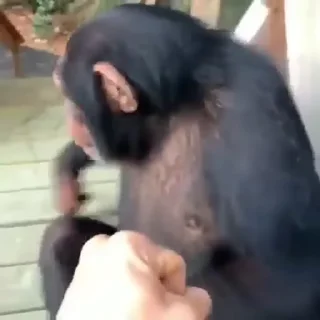 🐵