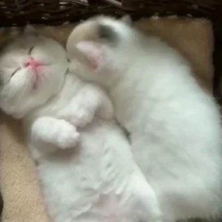 🤧