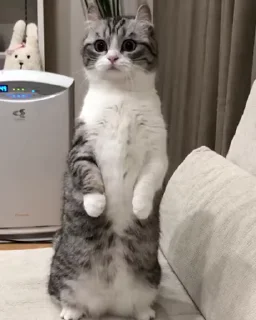 😺