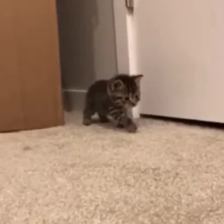 🐾