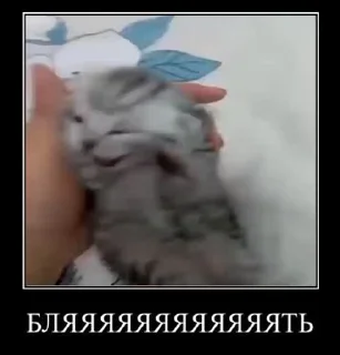 🐈
