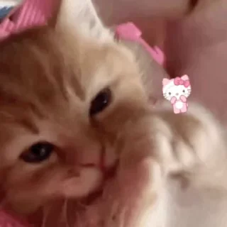 🐱