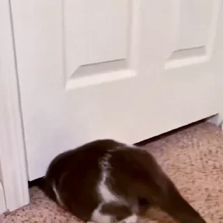 🤩