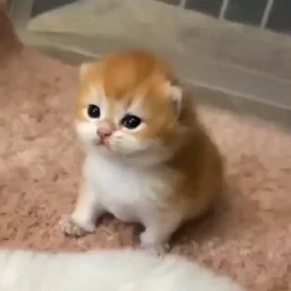 🥹