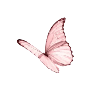 🦋