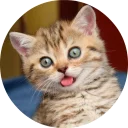 🐱