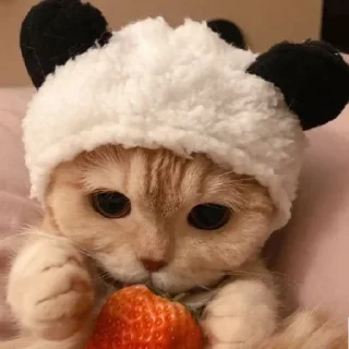 🐈
