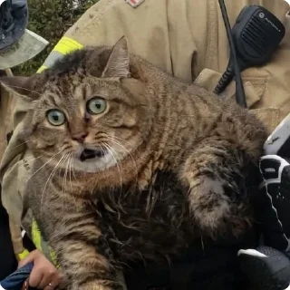 🙀
