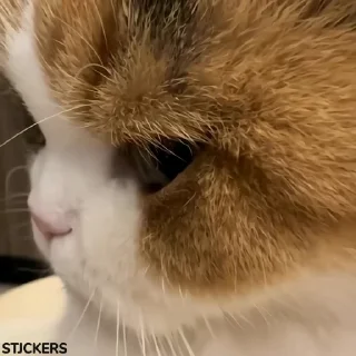 😾