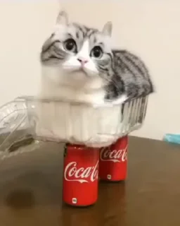 🐱