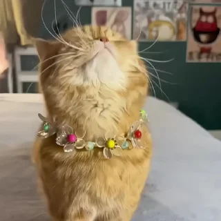 🐈‍⬛️