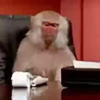 🐵