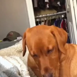 🐩