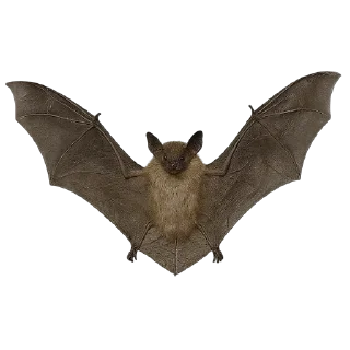 🦇
