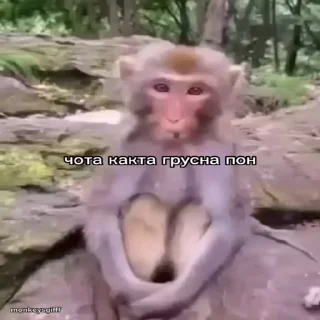 🐵