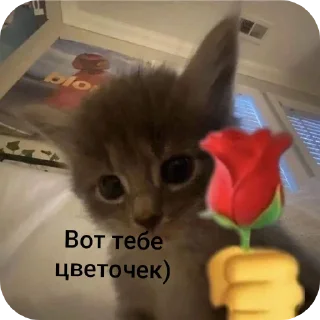 🐱